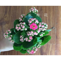 家中有果长寿花重瓣花卉盆栽四季观花植物 四季开花盆栽带花苞 重瓣粉色带花苞 含盆带盆栽好