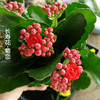 家中有果长寿花重瓣花卉盆栽四季观花植物 四季开花盆栽带花苞 橘红色菊恋带花苞 含盆带盆栽好
