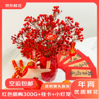 京东鲜花 红色腊梅 1束 300g+挂卡+2灯笼