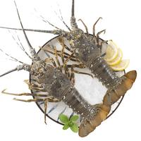 哆鲜生 海捕活冻青龙虾 国产鲜活速冻大花龙虾冷冻海鲜水产送礼年货生鲜 净重450-550g（2只装）