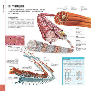 《DK人体大百科》第3版 关于人体解剖结构 功能和疾病的图解指南