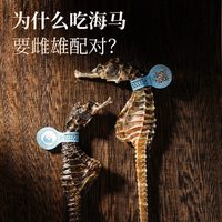 福东海大海马干货公母配对海龙海马干增炖高汤中煲汤药材泡酒