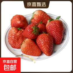 正宗红颜奶油草莓99牛奶应季水果冬草莓-伊可通 净重600g（大果 单果15g+）