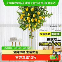 无忧农夫 香水柠檬树盆栽绿植大型室内客厅植物吸甲醛阳台