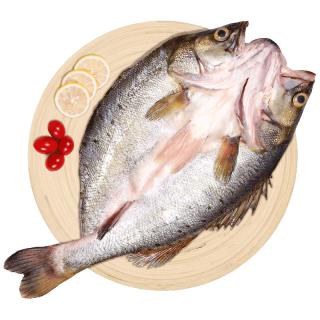 仙泉湖 三去白蕉海鲈/海鲈鱼