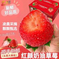 百亿补贴：大凉山 99牛奶 正宗大凉山红颜奶油草莓 2.5斤 单果15g起