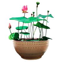 寿禾 shouhe 碗莲种子水培荷花家庭办公室小盆栽 潍育寿艺开口碗莲种子30粒