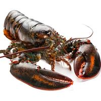 尝鲜生鲜活冷冻波士顿龙虾年货节海鲜礼盒大礼包加拿大波龙 鲜冻波龙【6-6.6斤/只】