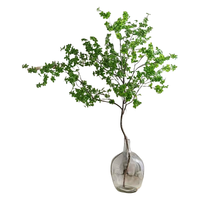 临雅 马醉木水培植物