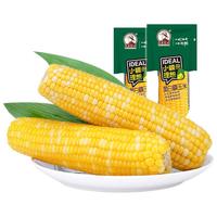 Northeast Peasant Madame 东北农嫂 小糯的理想 黄白糯玉米 2kg