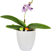 欧悟蝴蝶兰花苗带花剑带花苞盆栽兰花大苗客厅室内植物花卉四季好养活 9.苹果绿【带花剑】 带育苗盆