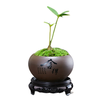 幼薇 墨西哥铁室内禅意植物办公桌面小盆栽四季常青铁树苏铁迷你小盆景 墨西哥铁+舍得紫砂盆+圆形底盘 带盆栽好