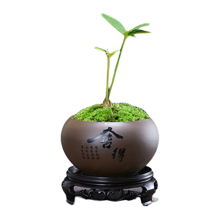 幼薇 墨西哥铁室内禅意植物办公桌面小盆栽四季常青铁树苏铁迷你小盆景 墨西哥铁+舍得紫砂盆+圆形底盘 带盆栽好