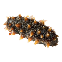 三只海豚 大连即食海参单个装辽刺参冷冻鲜食海参生鲜海鲜水产18-22只500g 鲜食海参500g  18-22只