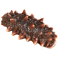 三只海豚即食海参 大连鲜食刺参 高品质辽刺参500g 500g   5-8只