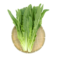 东升供港油麦菜300g 长叶莴苣 长生菜 炒菜 广州新鲜配送