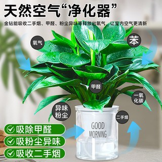  爱你一万年 净化空气除甲醛 绿植盆栽