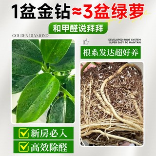  爱你一万年 净化空气除甲醛 绿植盆栽