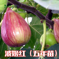 霆环正常 无花果树苗盆栽无花果紫果无花果苗果树苗当年结果树苗 波姬红5年苗