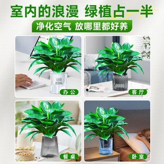  爱你一万年 净化空气除甲醛 绿植盆栽