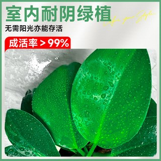  爱你一万年 净化空气除甲醛 绿植盆栽