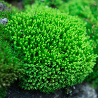青苔藓鲜活苔藓微景观植物盆景盆栽水陆缸假山草造景材料白发藓短绒青苔- 星星藓(11*8)cm 10盒