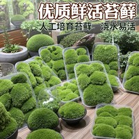 鲜活苔藓青苔微景观绿植盆栽鱼缸造景铺面植物小盆景草皮短绒苔藓