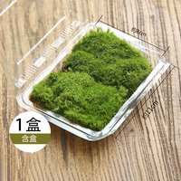 丘辰白发苔藓微景观DIY材料单颗植物鲜活绿植生态缸水陆缸造景绿植 【