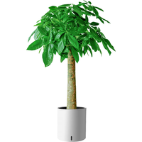 植男植女步步高造型发财树大棵盆栽客厅室内大型绿色植物办公室好养绿植