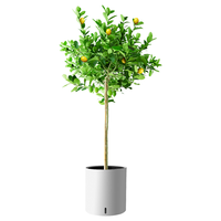 植男植女琴叶榕盆栽绿植室内客厅落地大型易活乔迁新居入户好养源头直发