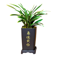 劉閣蘭花 兰花苗世界上超香四季兰帝王妃 金边矮种夏带浓香花苞花卉盆栽 3大壮苗+硬塑黑盆+2包土