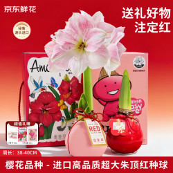 京东鲜花 进口朱顶红礼盒版-樱花38-40cm蜡球