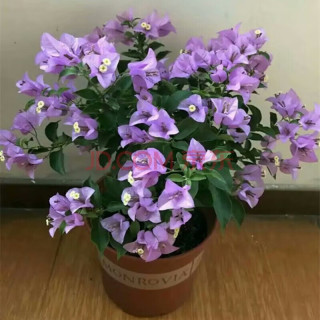 多色重瓣三角梅盆栽花苗耐寒老桩爬藤植物阳台庭院室内外好养花卉植物当年开花三角梅树苗