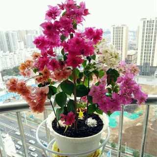 多色重瓣三角梅盆栽花苗耐寒老桩爬藤植物阳台庭院室内外好养花卉植物当年开花三角梅树苗