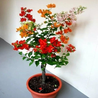 多色重瓣三角梅盆栽花苗耐寒老桩爬藤植物阳台庭院室内外好养花卉植物当年开花三角梅树苗