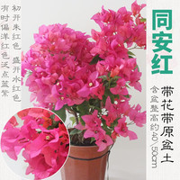 宝御安三角梅带花盆栽绿樱爬藤重瓣老桩四季开花大苗红樱安格斯庭