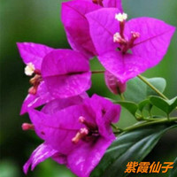 多色重瓣三角梅盆栽花苗耐寒老桩爬藤植物阳台庭院室内外好养花卉植物当年开花三角梅树苗 紫霞仙子 八年精品苗