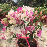 多色重瓣三角梅盆栽花苗耐寒老桩爬藤植物阳台庭院室内外好养花卉植物当年开花三角梅树苗 漳州红樱 八年精品苗
