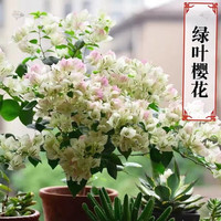 多色重瓣三角梅盆栽花苗耐寒老桩爬藤植物阳台庭院室内外好养花卉植物当年开花三角梅树苗 绿叶樱花 6年精品苗