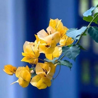 多色重瓣三角梅盆栽花苗耐寒老桩爬藤植物阳台庭院室内外好养花卉植物当年开花三角梅树苗 柠檬黄 三年苗