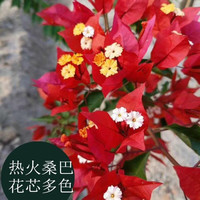 多色重瓣三角梅盆栽花苗耐寒老桩爬藤植物阳台庭院室内外好养花卉植物当年开花三角梅树苗 热火桑巴 三年苗