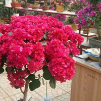 多色重瓣三角梅盆栽花苗耐寒老桩爬藤植物阳台庭院室内外好养花卉植物当年开花三角梅树苗 重瓣大红 10年精品苗