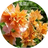 多色重瓣三角梅盆栽花苗耐寒老桩爬藤植物阳台庭院室内外好养花卉植物当年开花三角梅树苗 重瓣金桔 八年精品苗