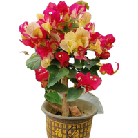 多色重瓣三角梅盆栽花苗耐寒老桩爬藤植物阳台庭院室内外好养花卉植物当年开花三角梅树苗 画报 5年精品苗