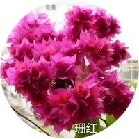 多色重瓣三角梅盆栽花苗耐寒老桩爬藤植物阳台庭院室内外好养花卉植物当年开花三角梅树苗 重瓣珊红 八年精品苗
