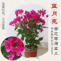 宝御安三角梅带花盆栽绿樱爬藤重瓣老桩四季开花大苗红樱安格斯庭 蓝月亮【整高40-50cm】带花