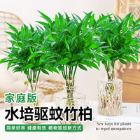 临雅竹柏驱蚊竹水培植物室内客厅水养绿植花卉盆栽办公室桌面四季好养 竹柏5棵+营养液-无瓶