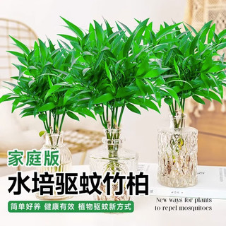 临雅竹柏驱蚊竹水培植物室内客厅水养绿植花卉盆栽办公室桌面四季好养 精选栀子花2盆