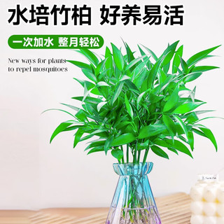 临雅竹柏驱蚊竹水培植物室内客厅水养绿植花卉盆栽办公室桌面四季好养 精选栀子花2盆