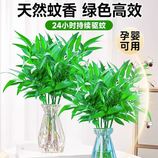 临雅竹柏驱蚊竹水培植物室内客厅水养绿植花卉盆栽办公室桌面四季好养 精选栀子花2盆